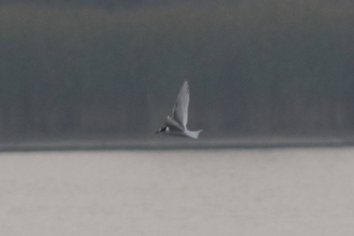 Arctic Tern - ML400053941