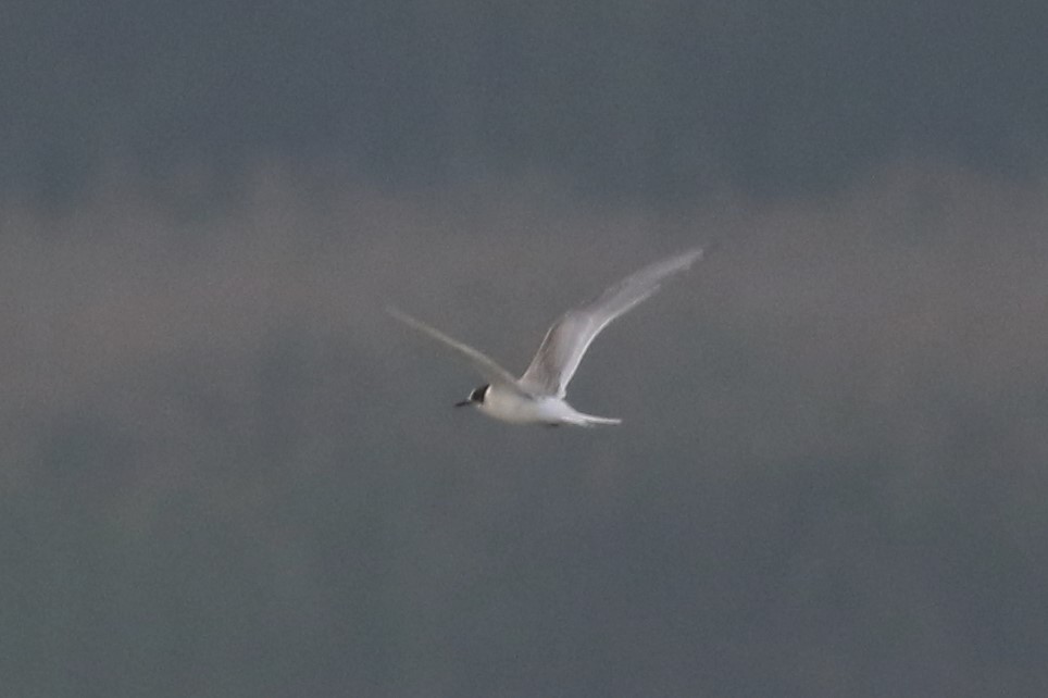 Arctic Tern - ML400053951