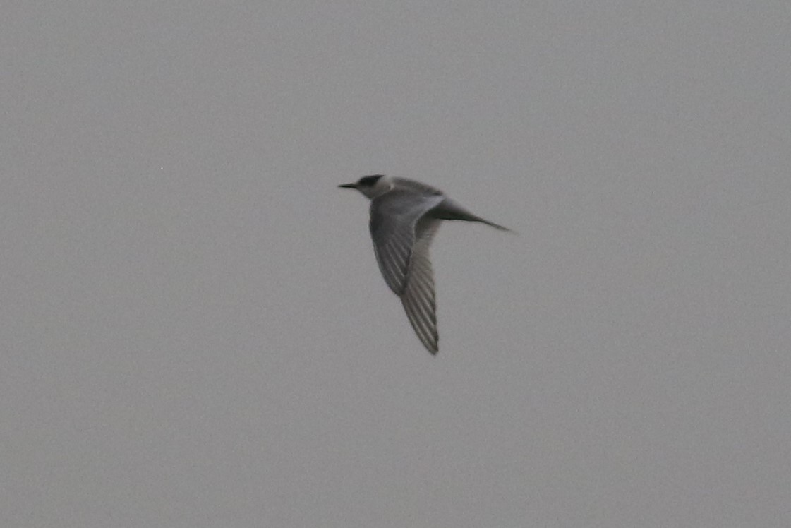 Arctic Tern - ML400053961