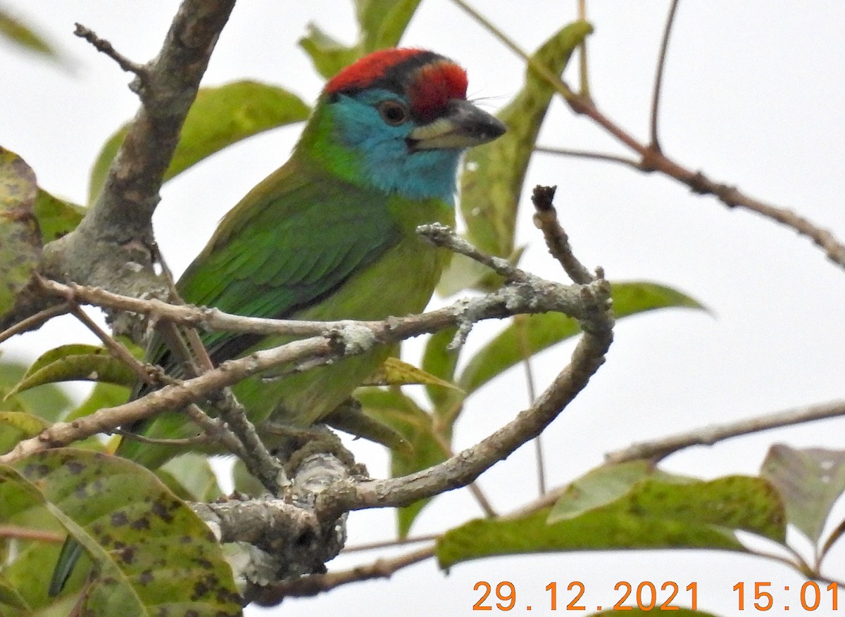 Blue-throated Barbet - ML400056071