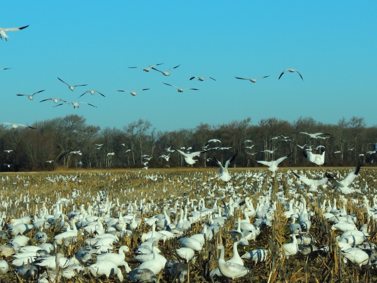 Snow Goose - ML400056451