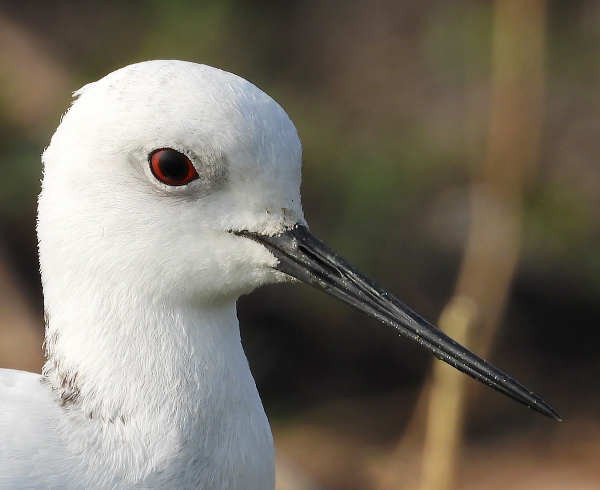 Black-winged Stilt - ML400056881