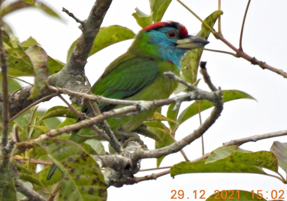 Blue-throated Barbet - ML400057351