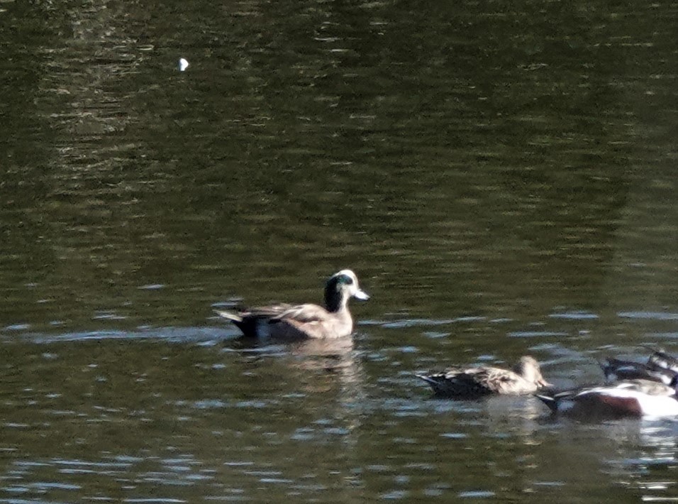 American Wigeon - Richard Block