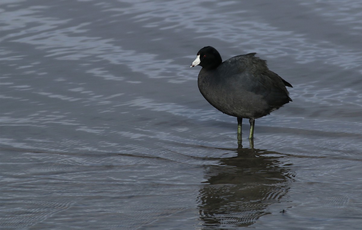 American Coot (Red-shielded) - ML400057681