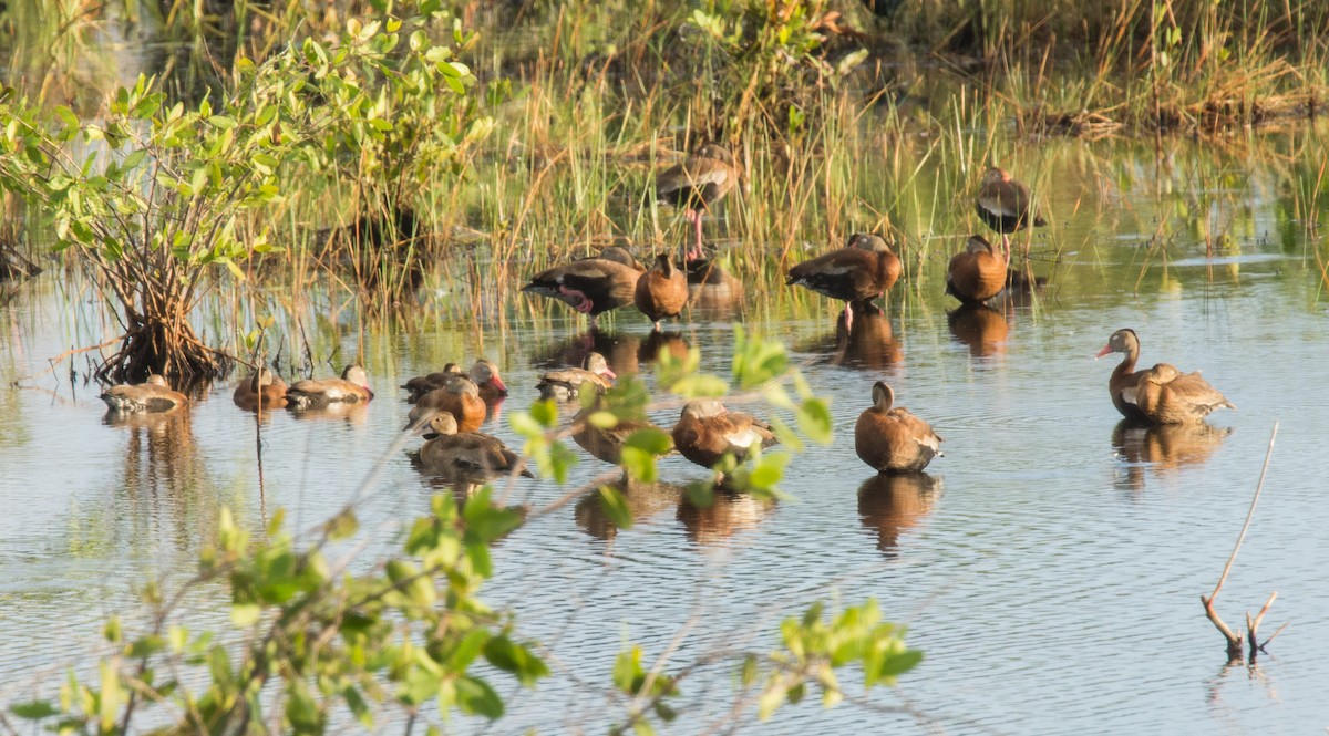 Black-bellied Whistling-Duck - ML400057711