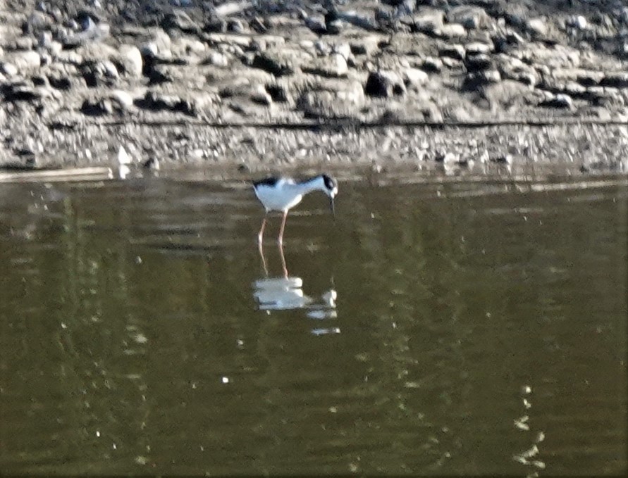 Black-necked Stilt - Richard Block