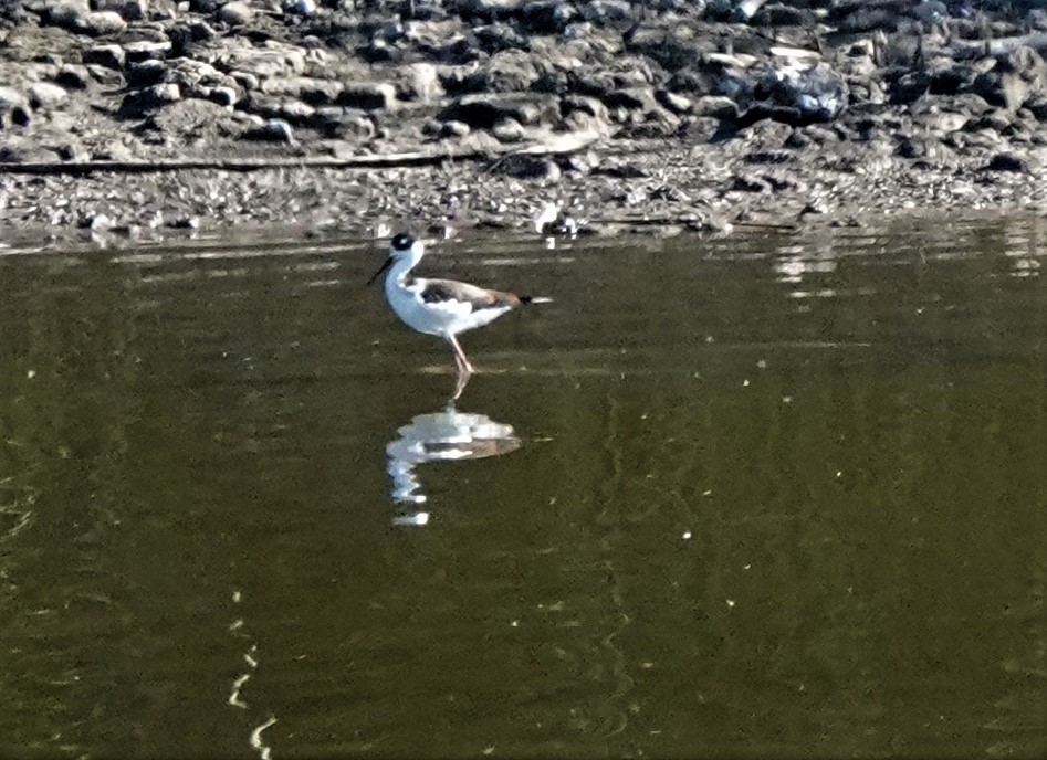 Black-necked Stilt - ML400057921