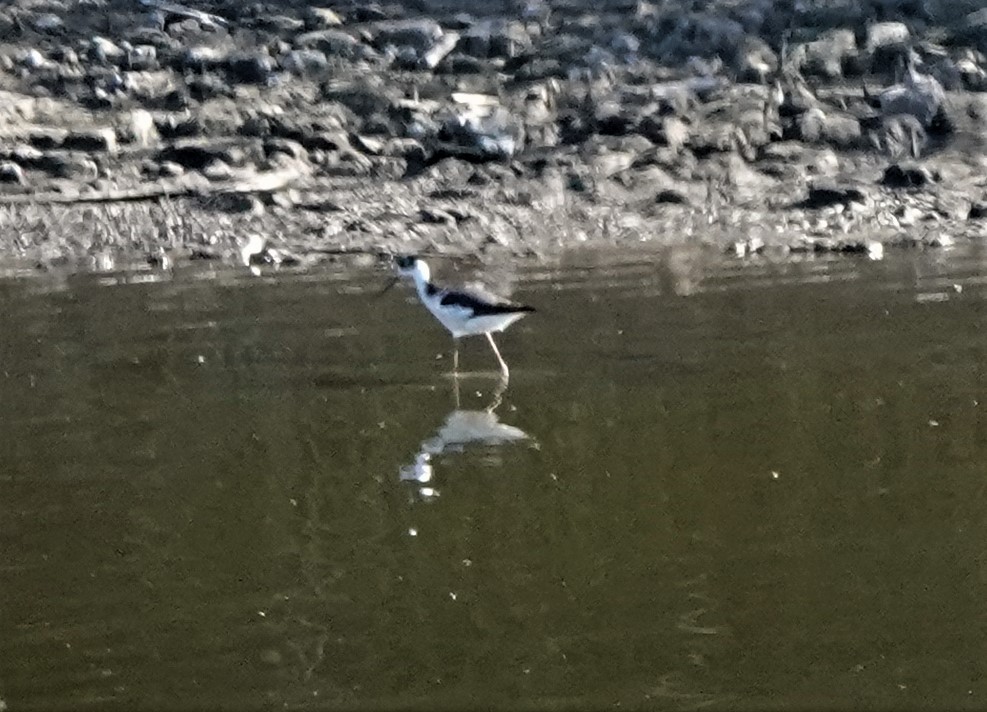 Cigüeñuela Cuellinegra - ML400057931