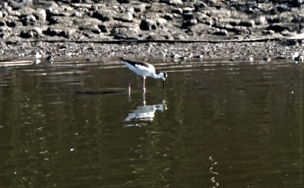 Black-necked Stilt - ML400057941