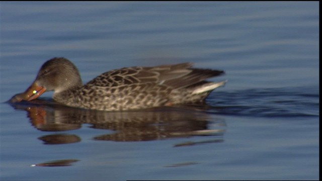 Northern Shoveler - ML400058