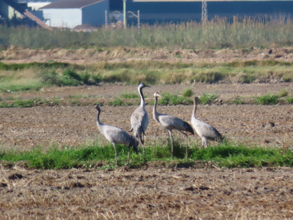 Common Crane - ML400059481