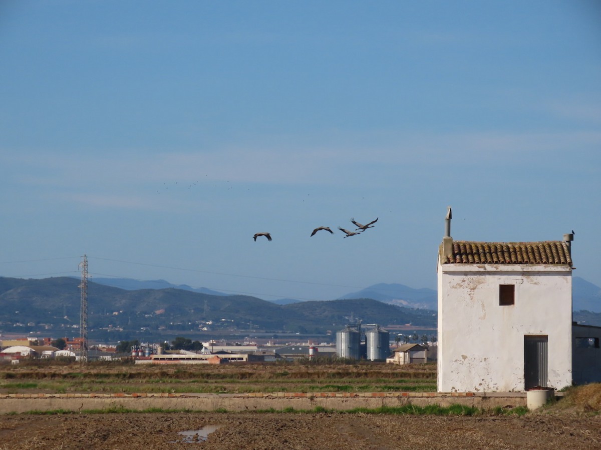 Common Crane - ML400059651