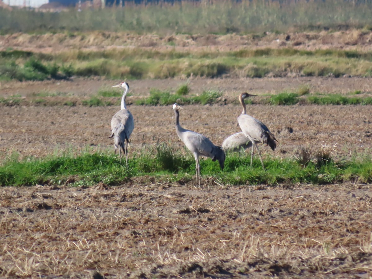 Common Crane - ML400059691