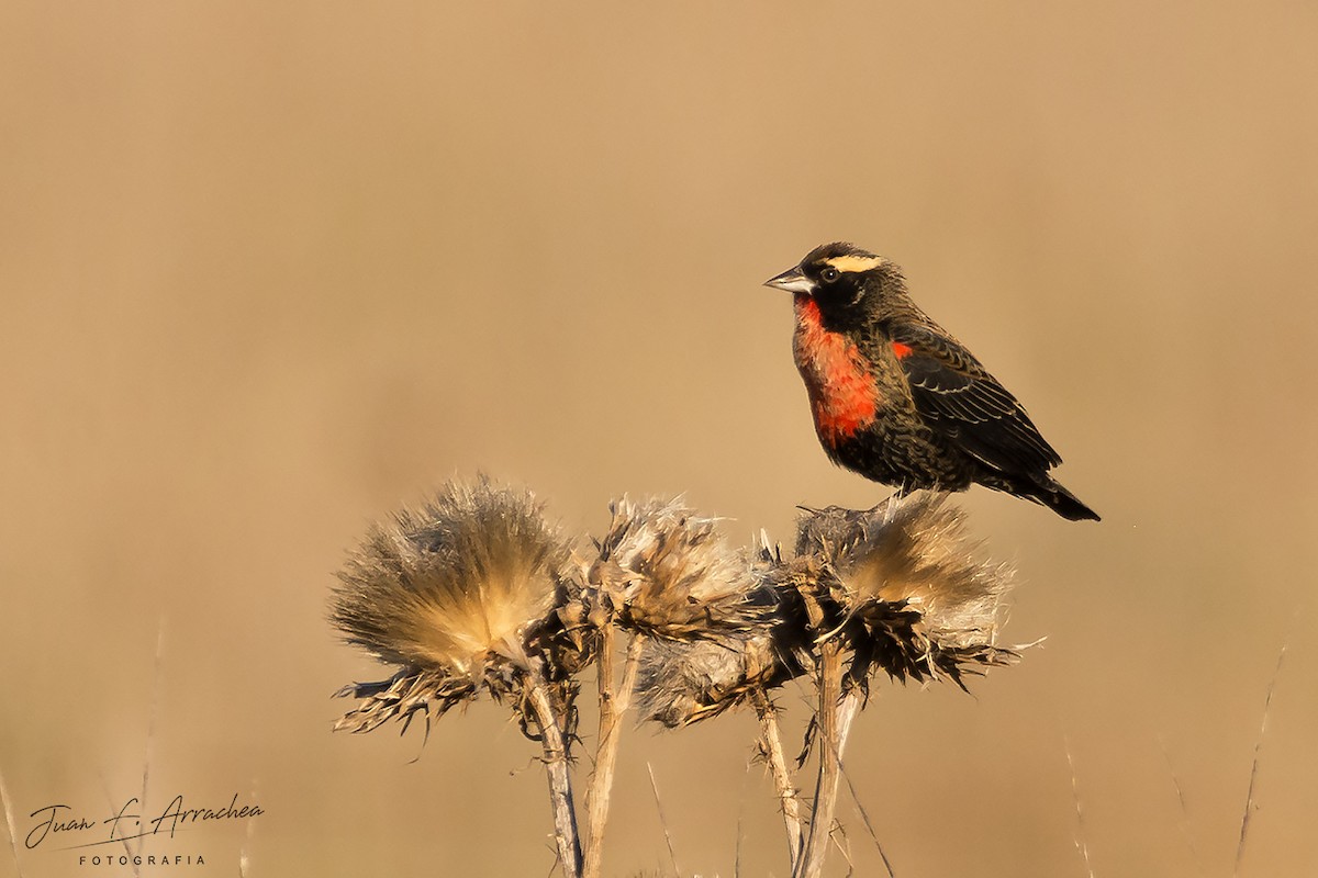 White-browed Meadowlark - ML400060211