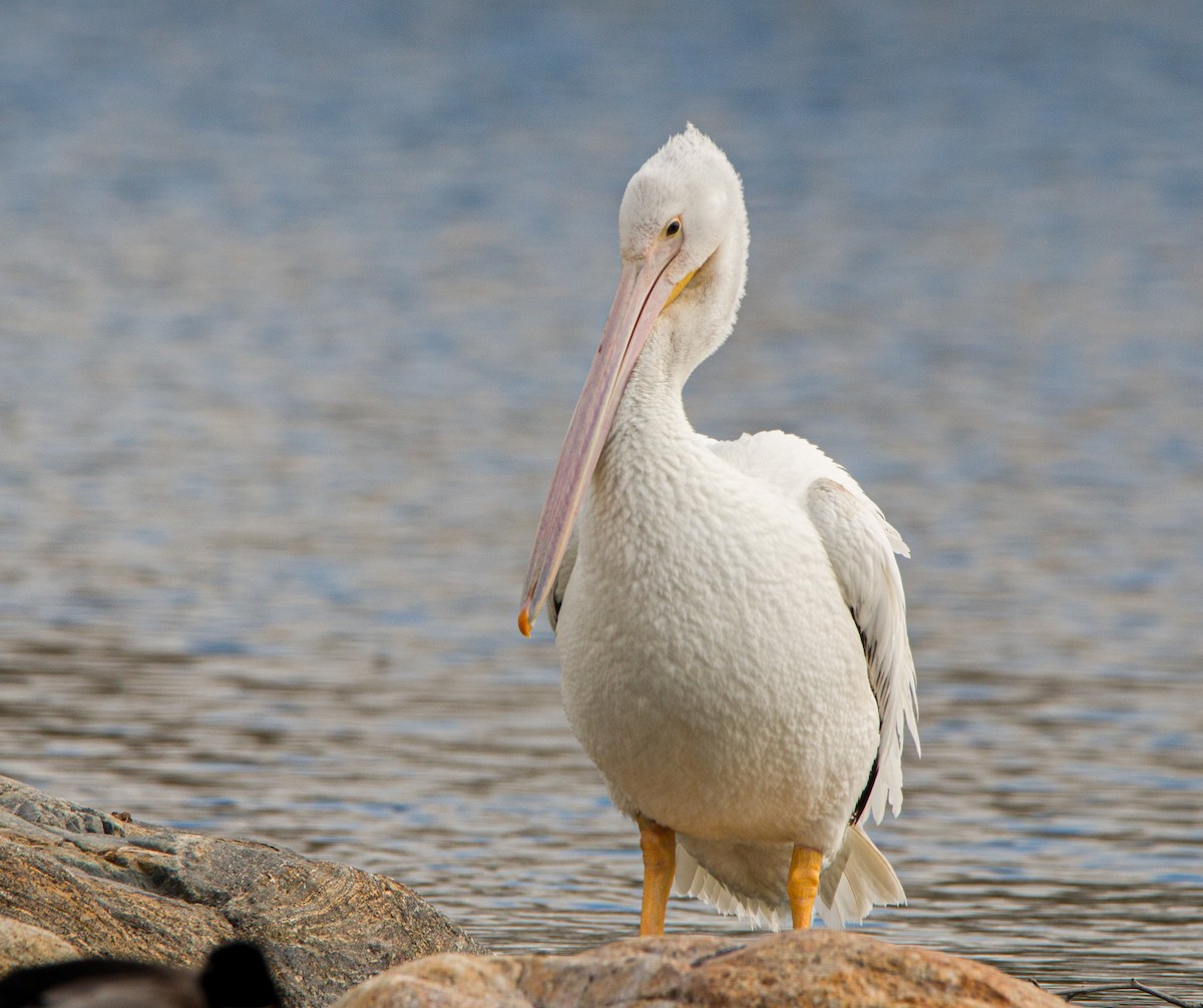American White Pelican - ML400062681