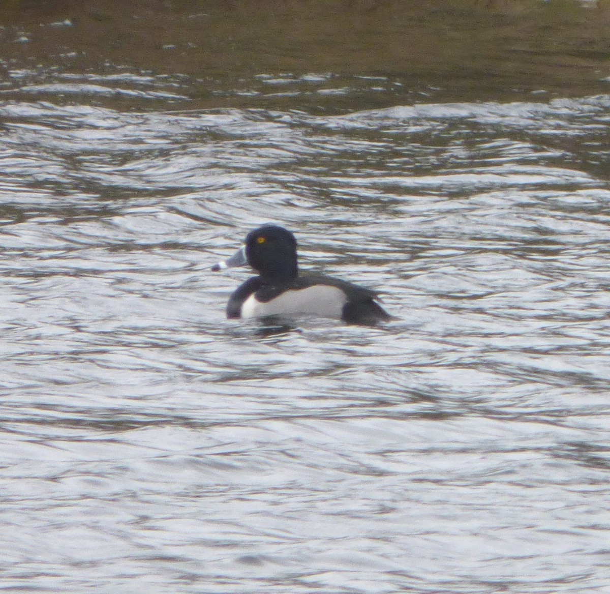 Ring-necked Duck - ML400064401