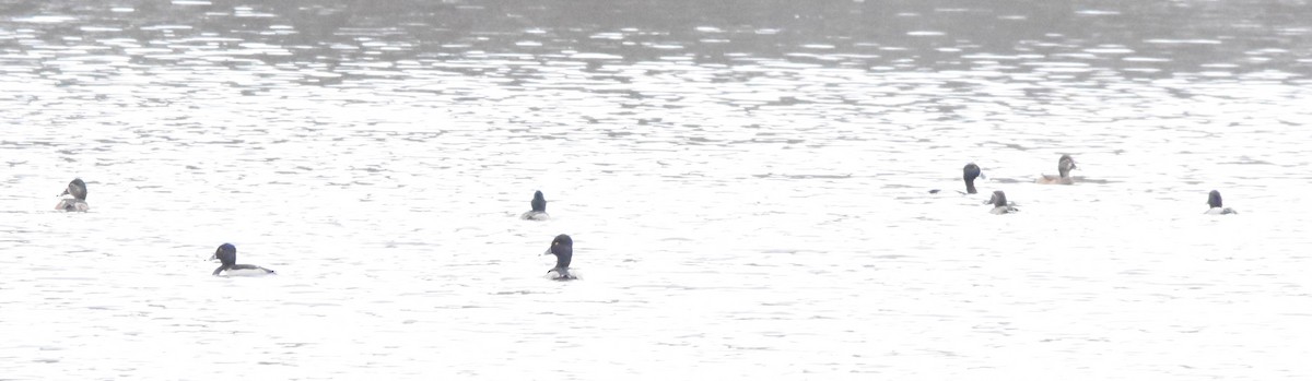 Ring-necked Duck - Gary Warner