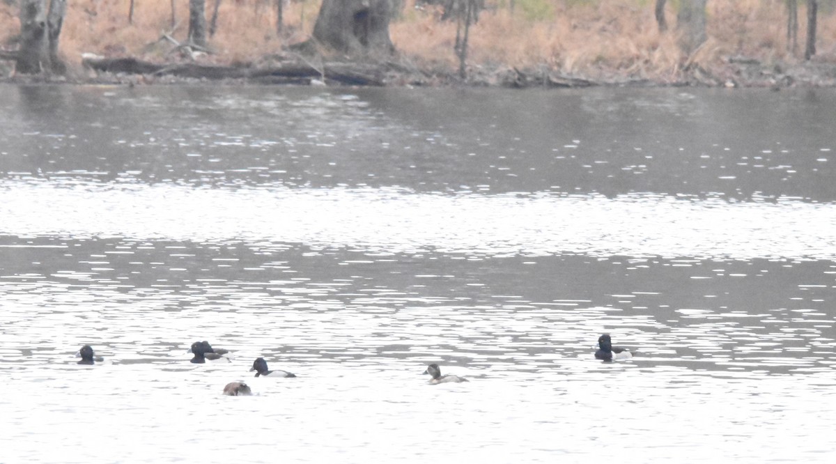 Ring-necked Duck - ML400068081