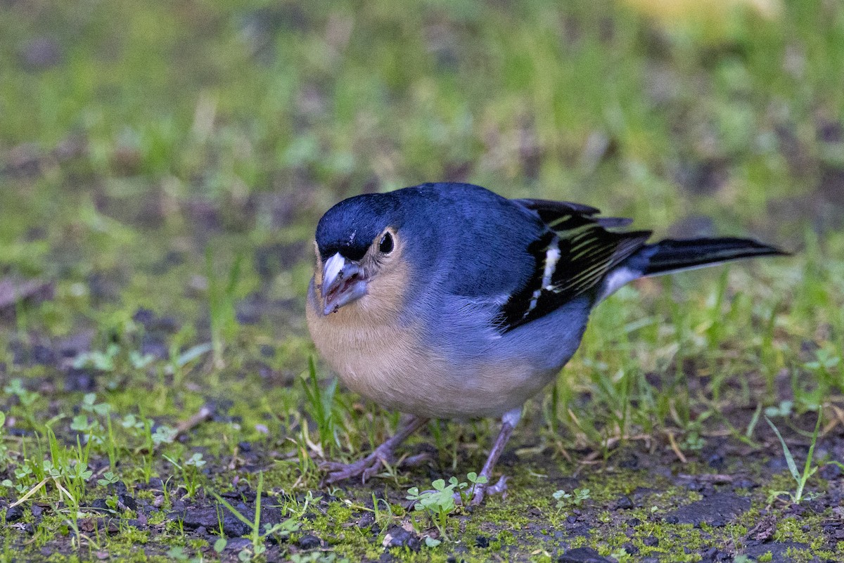 Canary Islands Chaffinch (Canary Is.) - ML400069151