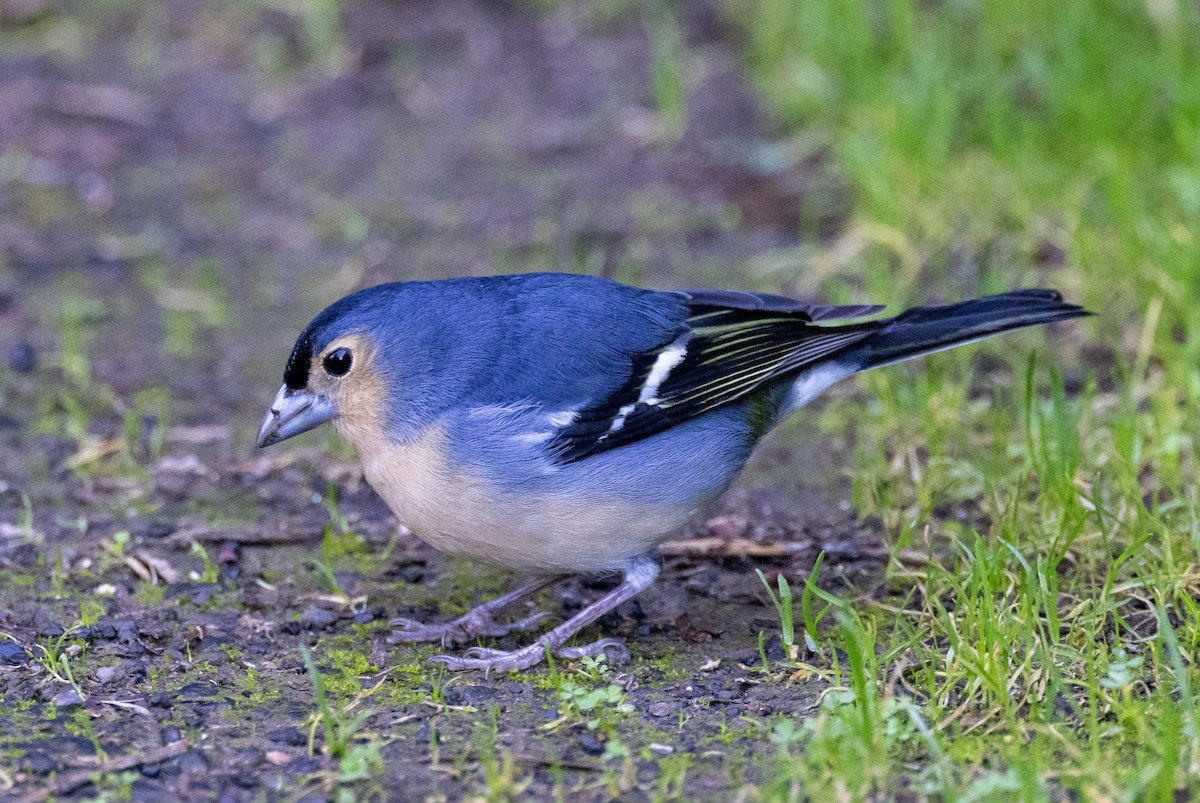 Canary Islands Chaffinch (Canary Is.) - ML400069211