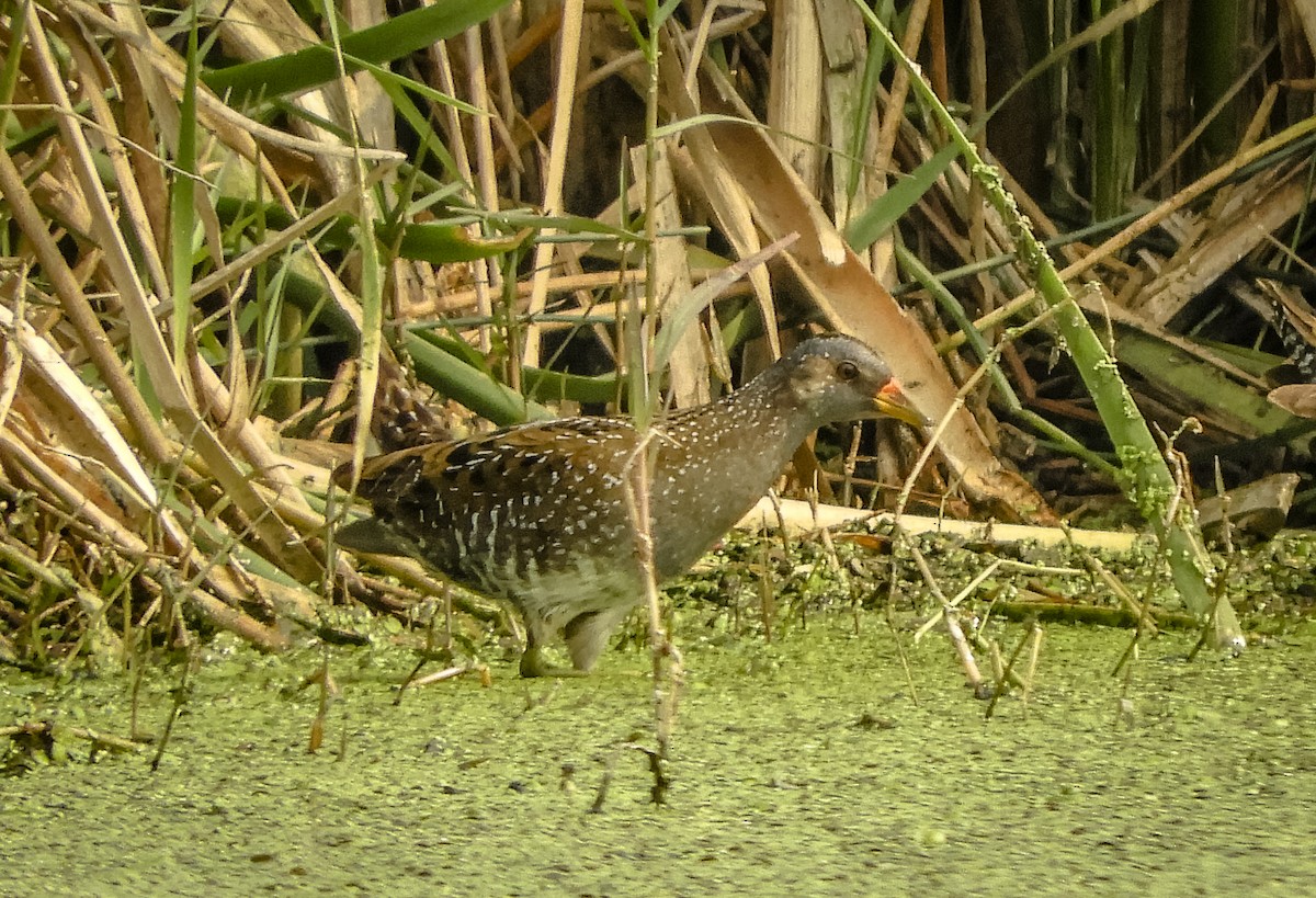 Spotted Crake - ML400070171
