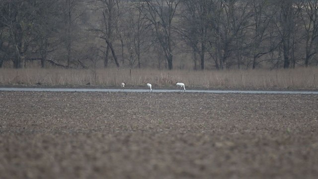 Whooping Crane - ML400071411