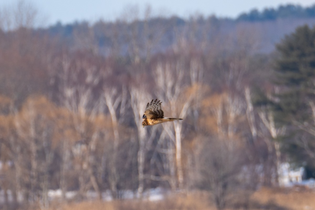 Northern Harrier - Nathan Lynch