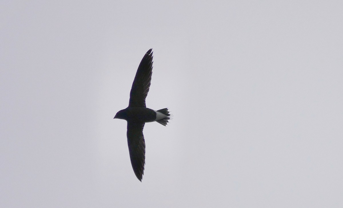 Brown-backed Needletail - ML400072691