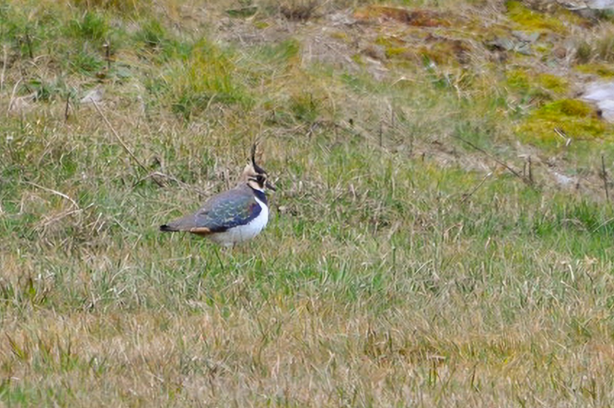 Northern Lapwing - ML400073811