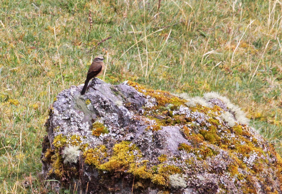 Brown-backed Chat-Tyrant - ML400073911