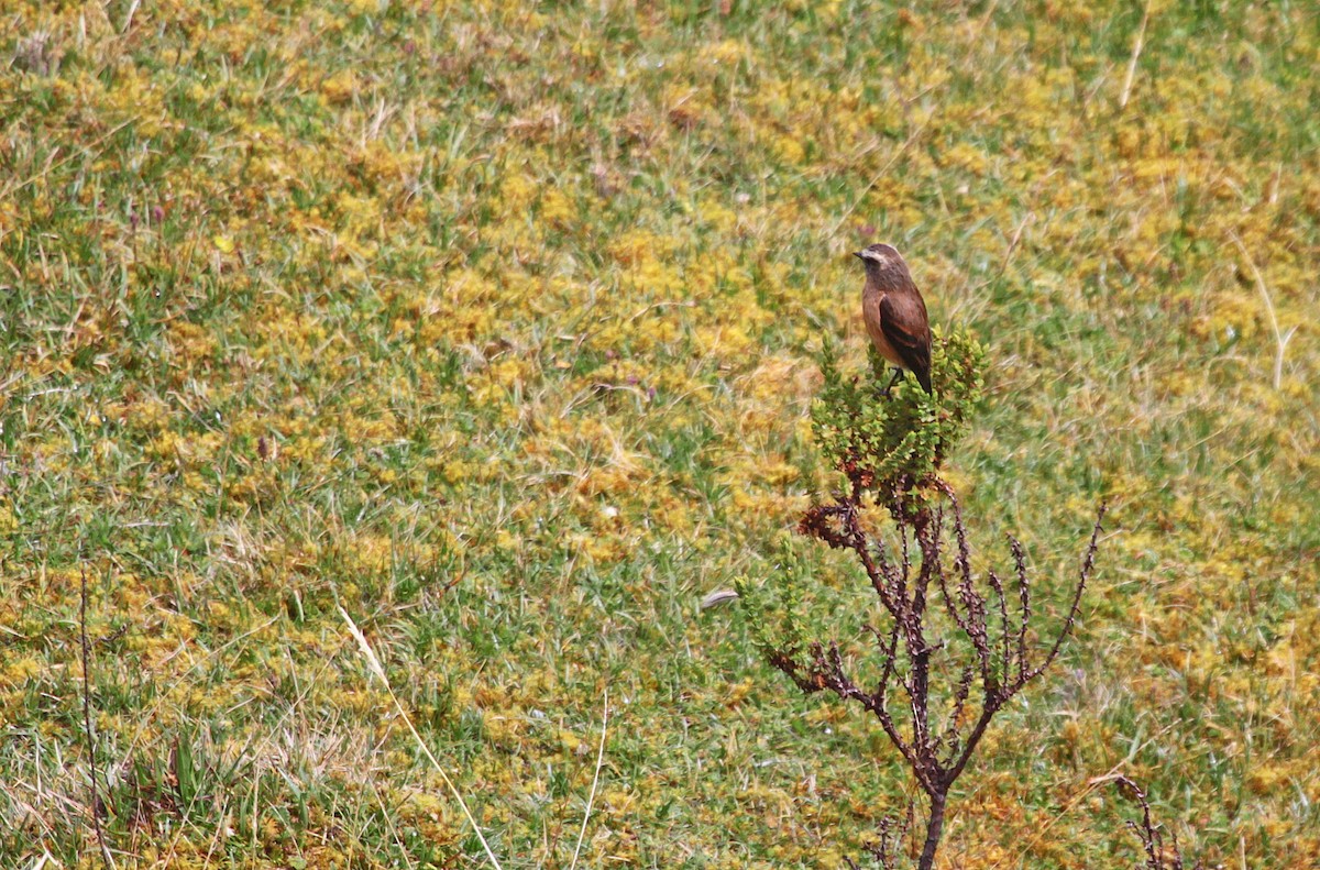 Brown-backed Chat-Tyrant - ML400073971