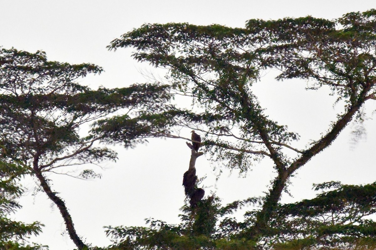 Cinereous Vulture - ML400074441