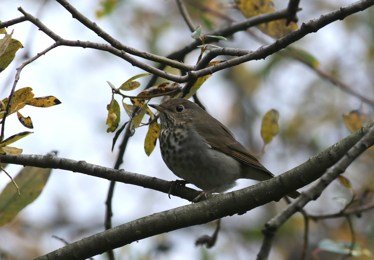 Hermit Thrush (guttatus Group) - ML400075061