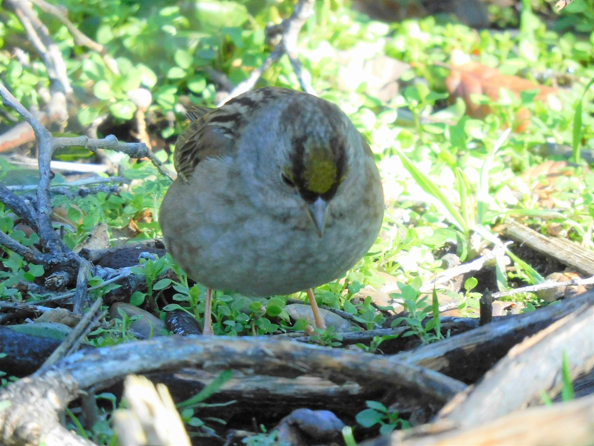 Golden-crowned Sparrow - ML400075401