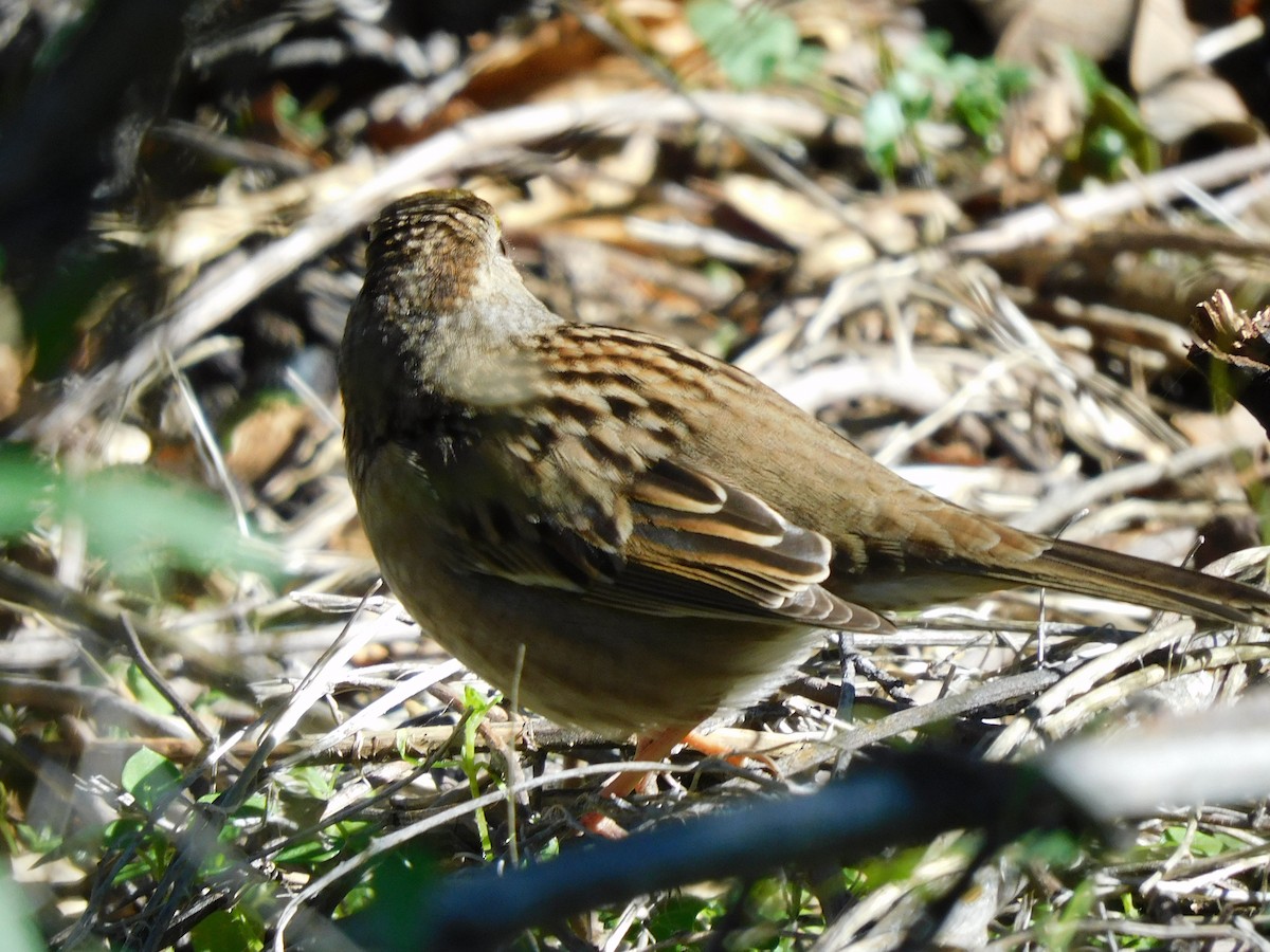 Golden-crowned Sparrow - ML400075431