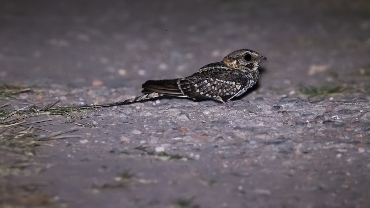 Scissor-tailed Nightjar - ADRIAN GRILLI