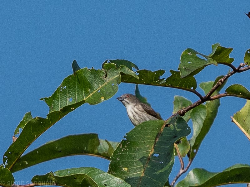 Thick-billed Flowerpecker - Sumit  Sengupta