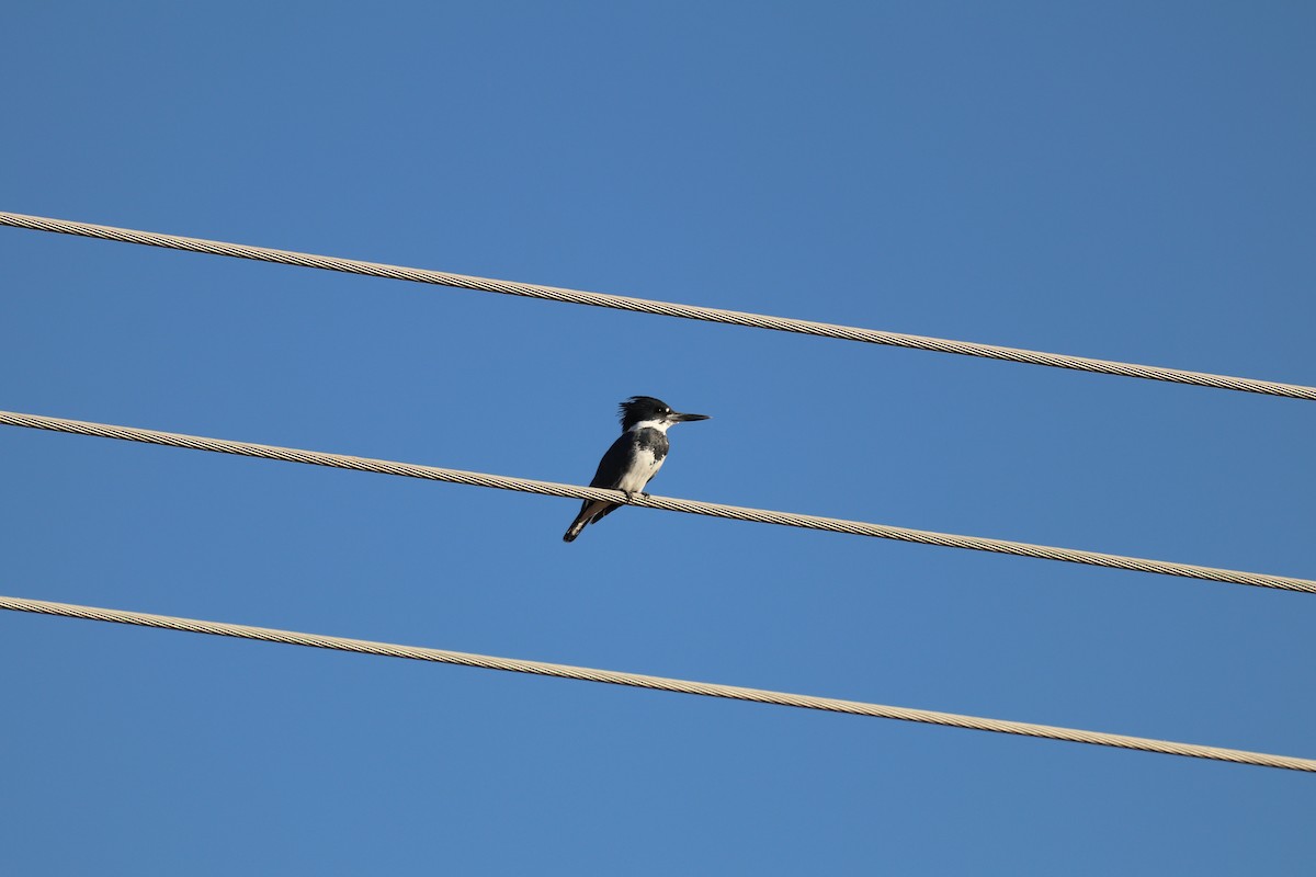 Belted Kingfisher - Dan Nevez