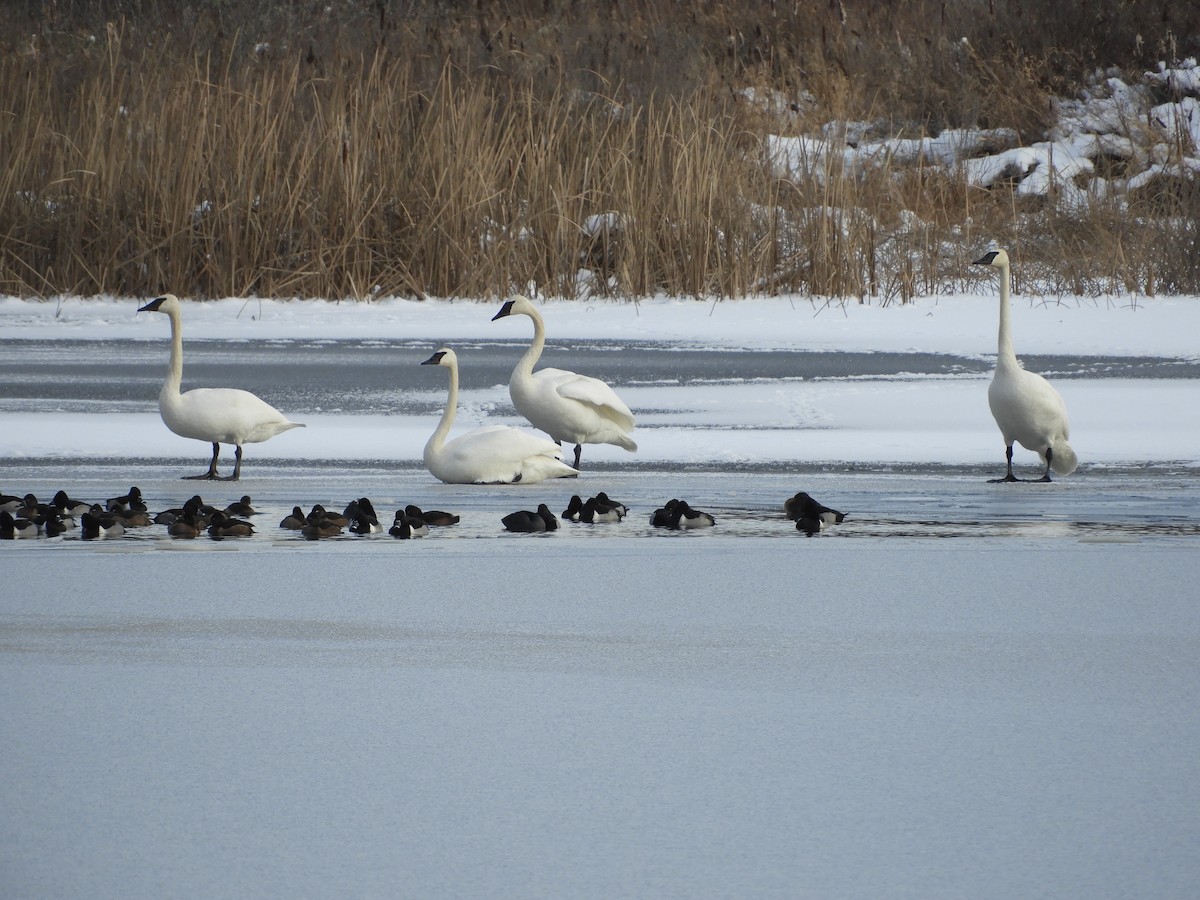 Trumpeter Swan - ML400080831