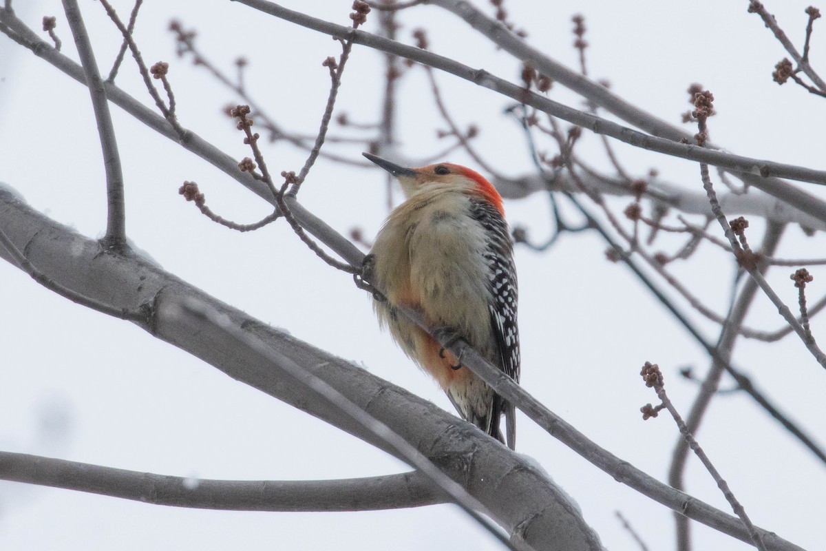 Red-bellied Woodpecker - ML400081031