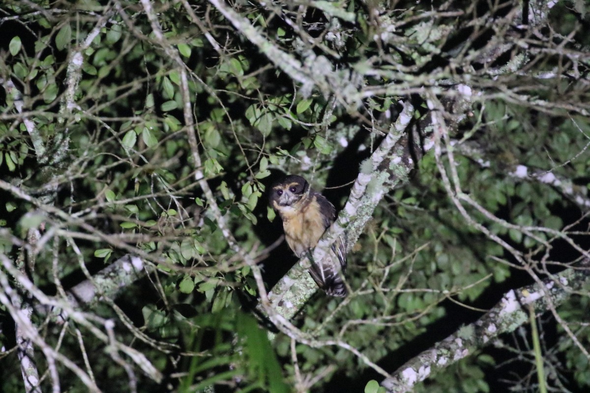 Tawny-browed Owl - simon walkley