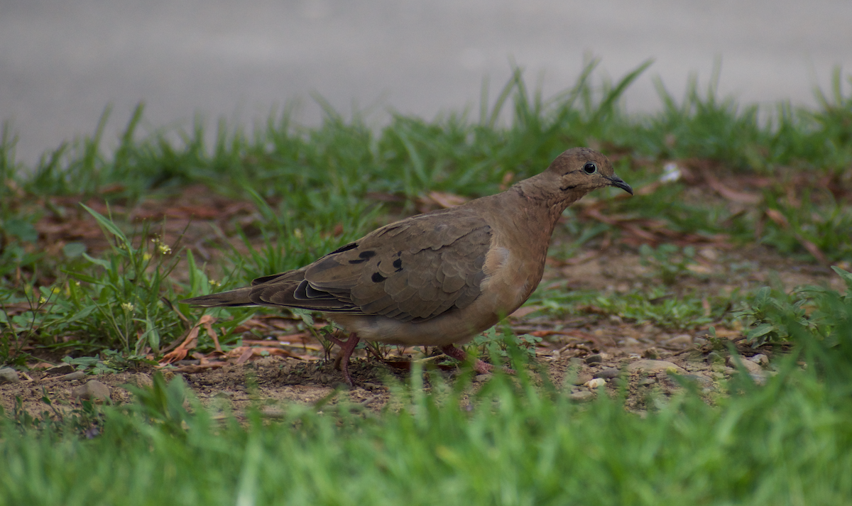 Eared Dove - ML400082101