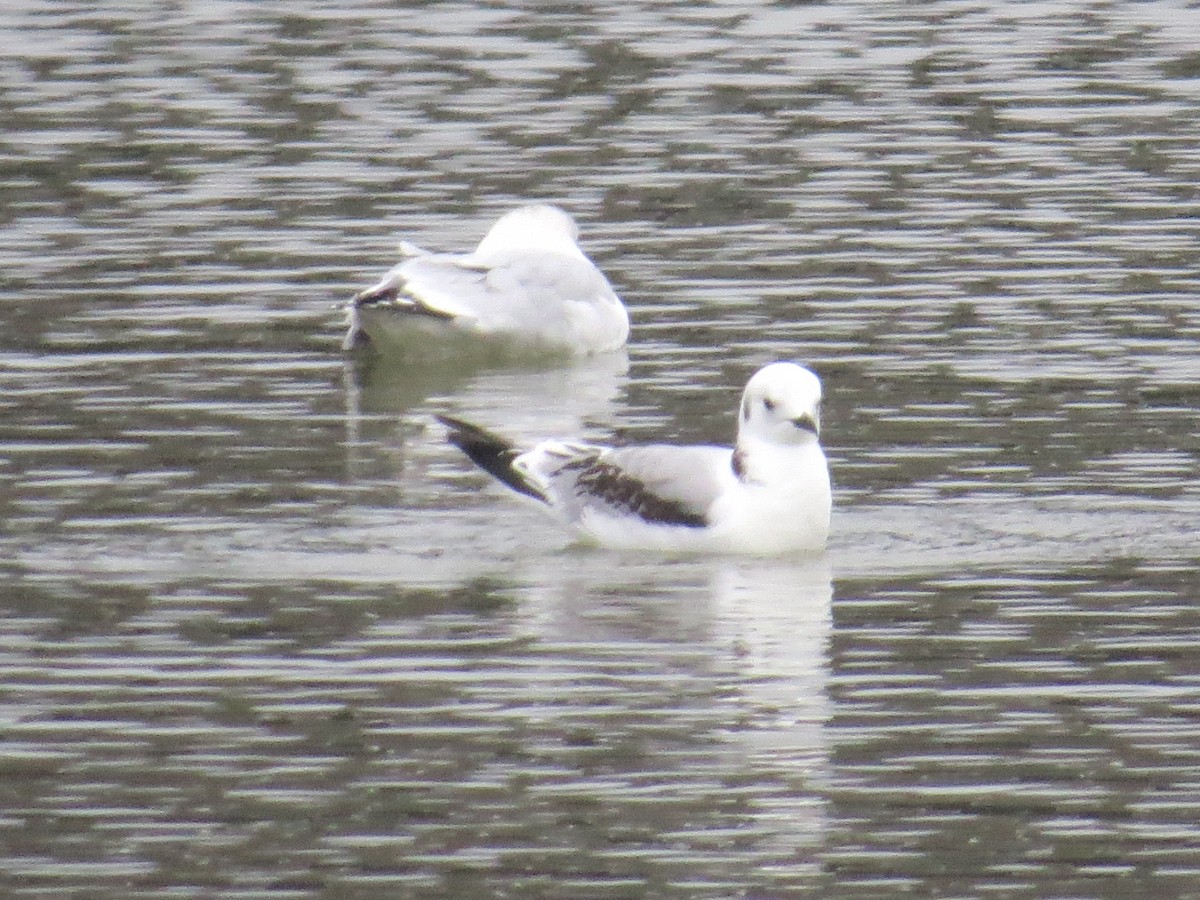 Mouette tridactyle - ML400082381