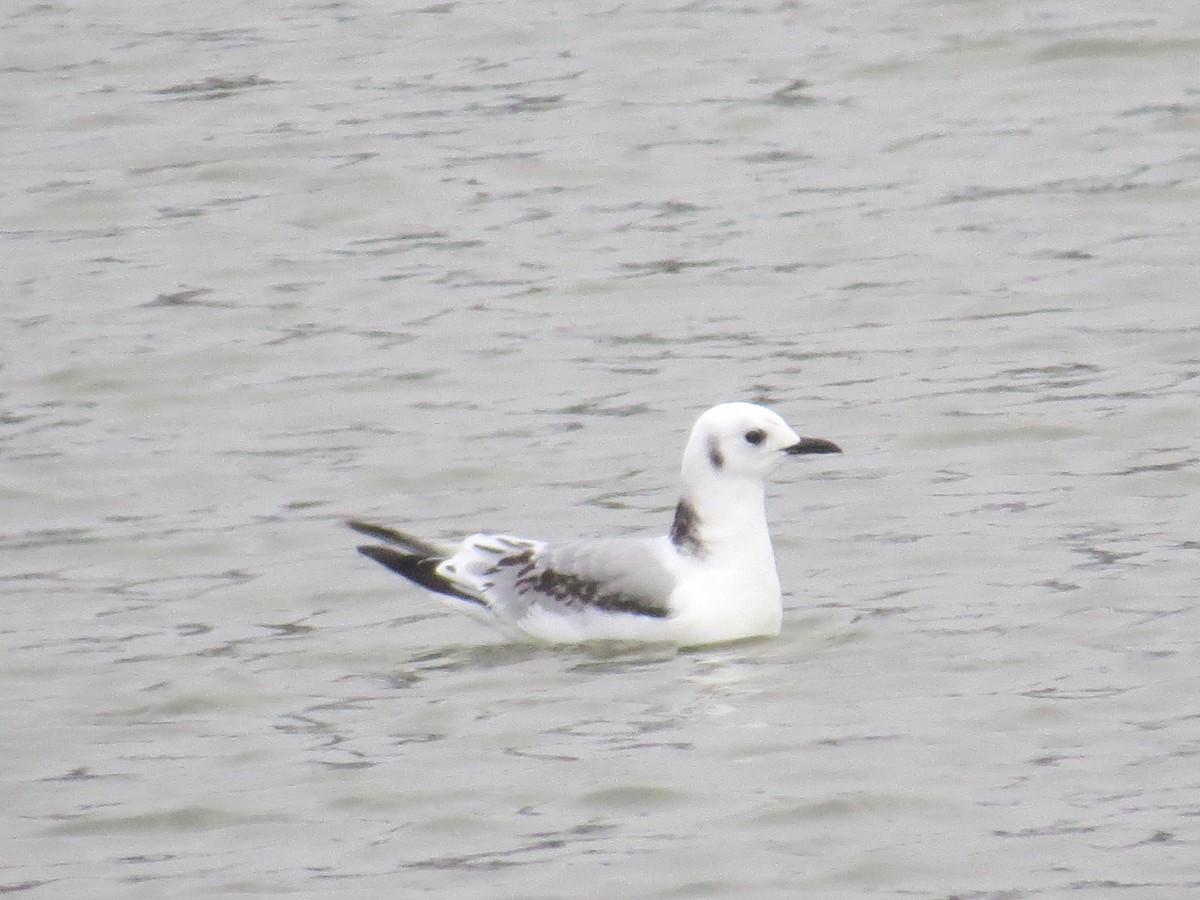 Mouette tridactyle - ML400082391