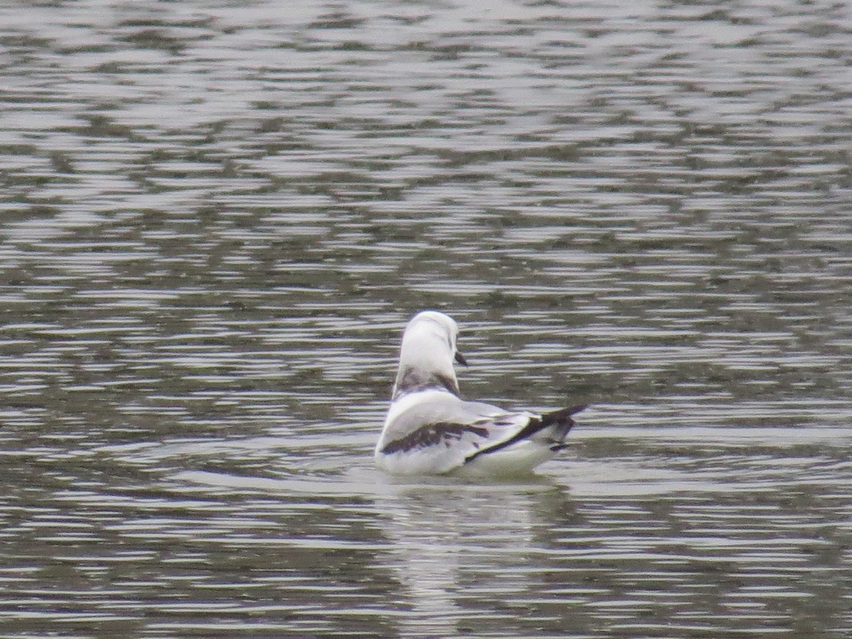 Mouette tridactyle - ML400082401