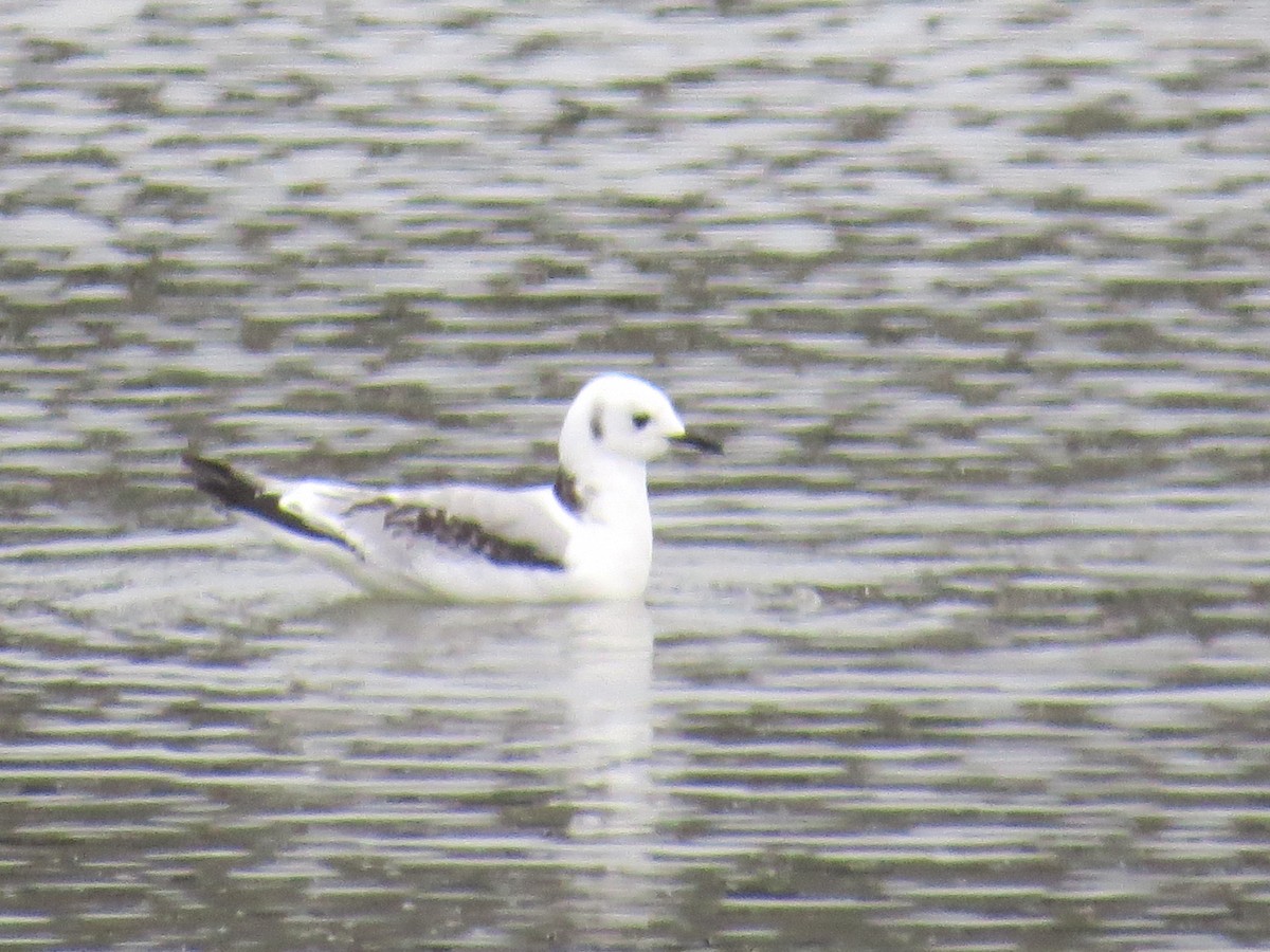 Mouette tridactyle - ML400082421