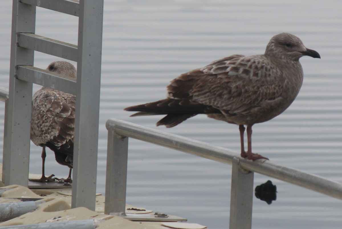 Great Black-backed Gull - ML400082521
