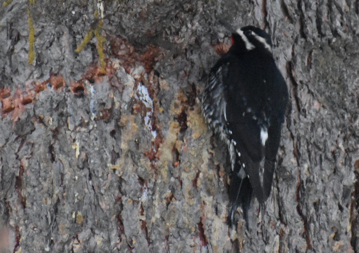 Williamson's Sapsucker - ML400082901