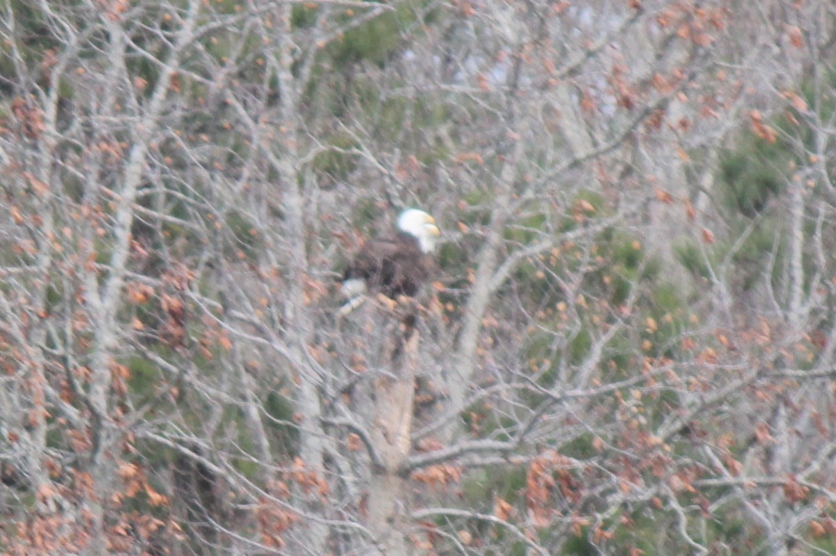 Bald Eagle - ML400083341